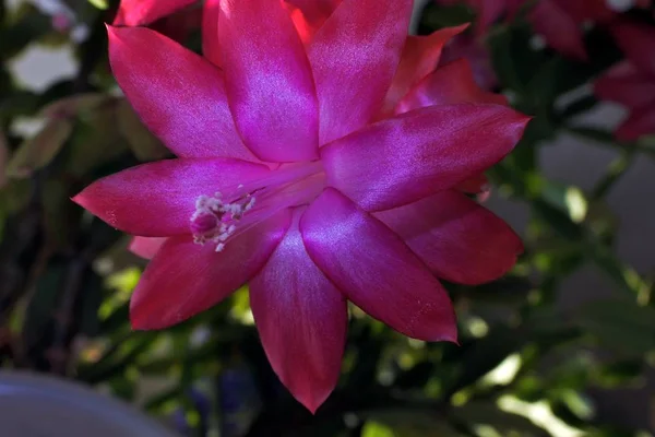 Buds of the Christmas Cactus flower in macro. Frame in big close up. — Stock Photo, Image