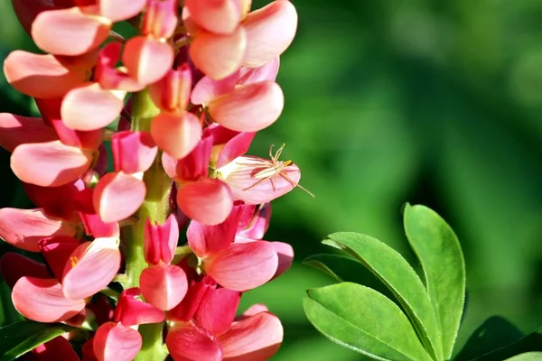 Langbeinige gelbe Sackspinne auf der Lupinenblüte. ausgewählter Fokus, geringe Schärfentiefe. — Stockfoto