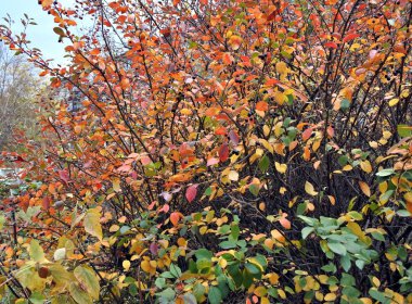 Bir ağaç üzerinde renkli sonbahar yaprakları