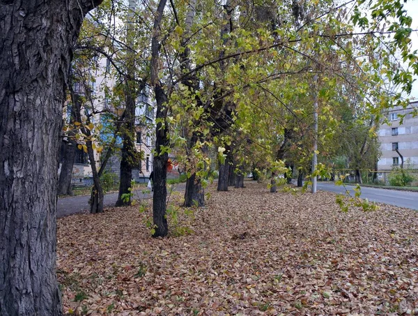Outono amarelo deixa fundo na cidade — Fotografia de Stock