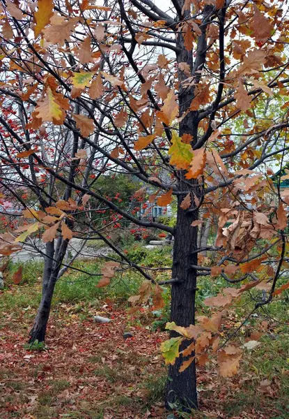 Hojas multicolores de roble de otoño —  Fotos de Stock