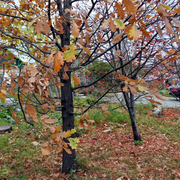 Hojas multicolores de roble de otoño —  Fotos de Stock