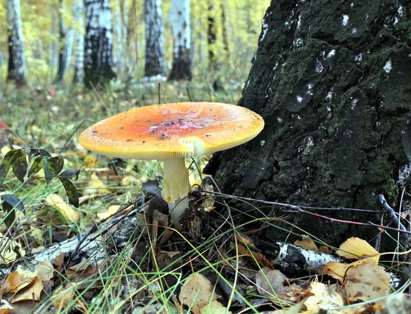 Mooie gevlekte rode paddenstoel in een bos-glade — Stockfoto