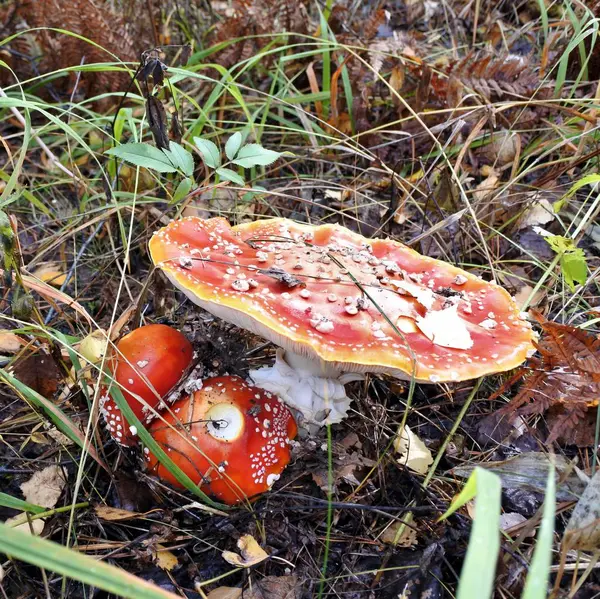 Indah bintik jamur merah di hutan glade — Stok Foto