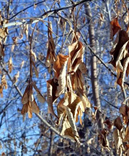 Folhas congeladas e sementes de bordo sol de inverno brilhante — Fotografia de Stock