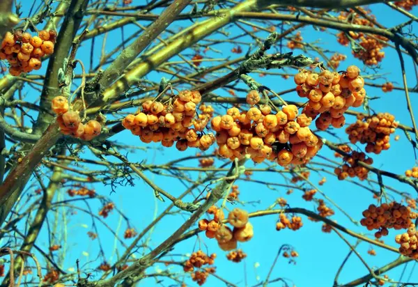 Rönnbär på frusna grenar mot den blå vinter himlen — Stockfoto