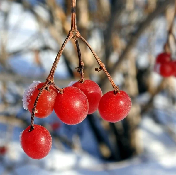 冷冻在树枝特写镜头上的红色的 viburnum 浆果 — 图库照片