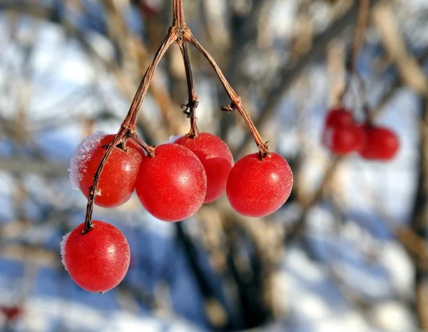 冷冻在树枝特写镜头上的红色的 viburnum 浆果 — 图库照片