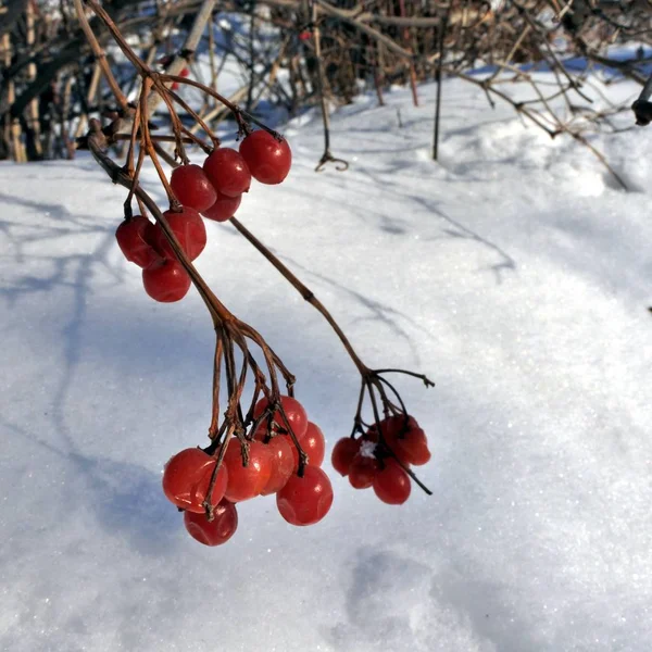 冷冻在树枝特写镜头上的红色的 viburnum 浆果 — 图库照片