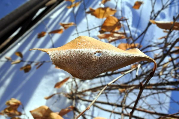 Folhas de laranja congeladas no sol de inverno — Fotografia de Stock