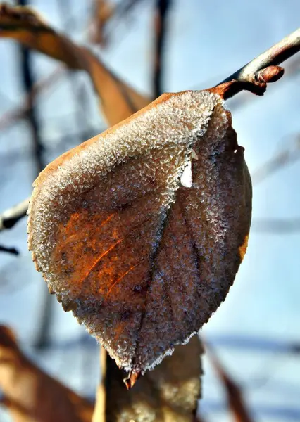 Folha geada seca no sol da manhã do inverno — Fotografia de Stock