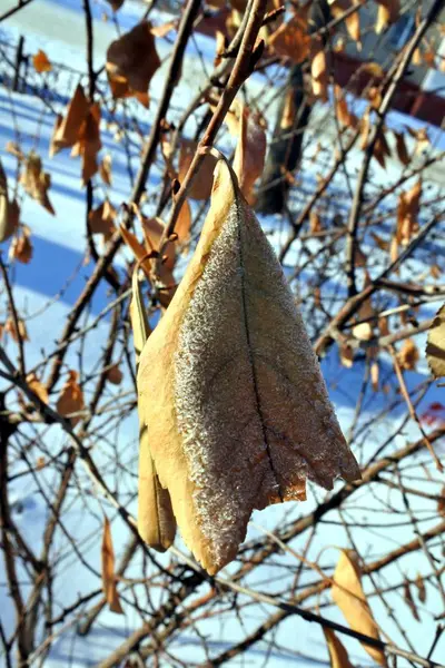 Folha geada seca no sol da manhã do inverno — Fotografia de Stock