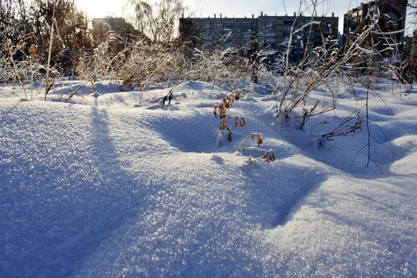 Nieve fresca contra el sol con plantas secas congeladas y sombras azules en el paisaje borroso — Foto de Stock