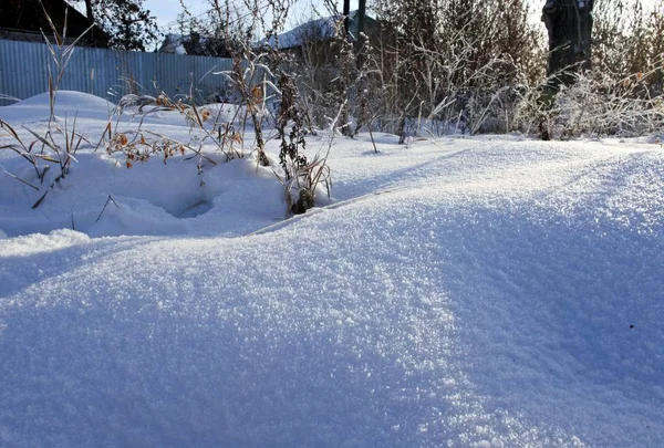 Свежий снег против солнца с замерзшими сушеными растениями и синими тенями — стоковое фото