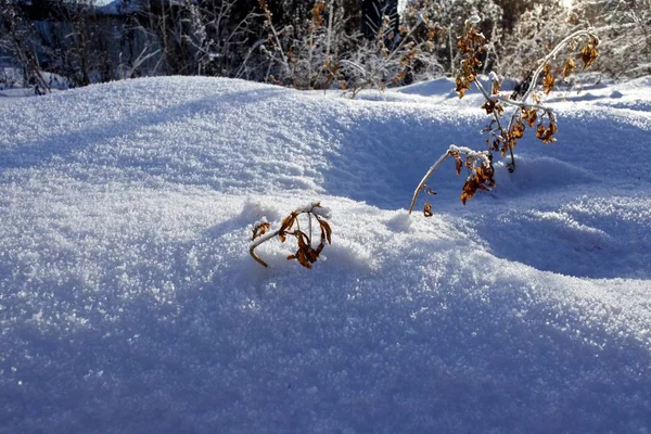 Neuschnee gegen Sonne mit gefrorenen getrockneten Pflanzen und blauen Schatten — Stockfoto