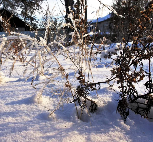 Szárított növények, hóval a reggel — Stock Fotó