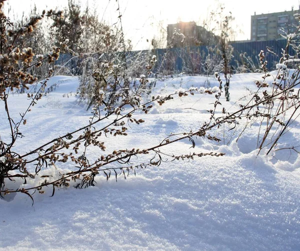 Plantas secas cubiertas de nieve temprano en la mañana — Foto de Stock