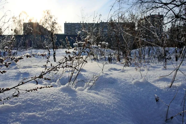 Сушеные растения, покрытые снегом рано утром — стоковое фото