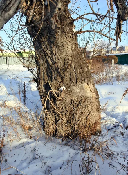 gnarled trunk of an old poplar