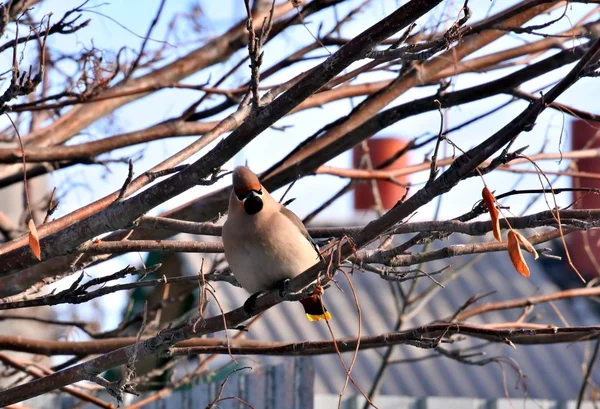 Waxwing on the branch of mountain ash — стоковое фото