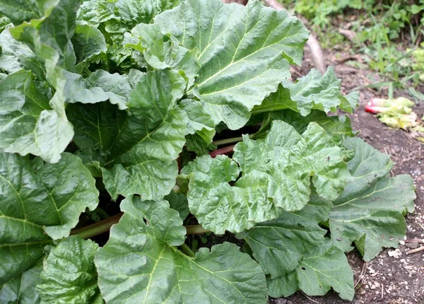 Young rhubarb in the garden in the spring — Stock Photo, Image