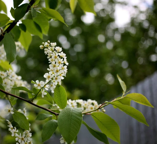 Flores de árvore de cereja de pássaro — Fotografia de Stock