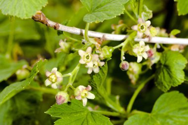 siyah frenk üzümü çiçekler