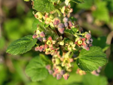 siyah frenk üzümü çiçekler