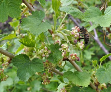 Bal arısı üzerinde bir çiçek, Siyah frenk üzümü