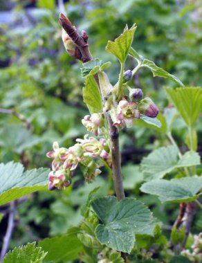 siyah frenk üzümü çiçekler