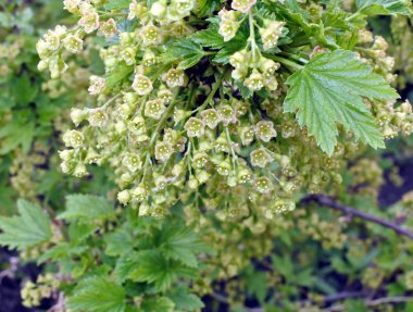 frenk üzümü çiçekler