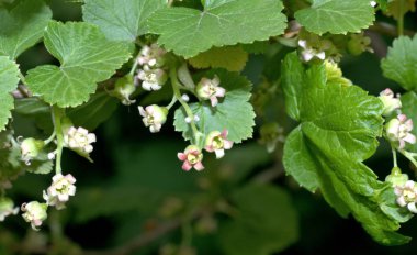 siyah frenk üzümü çiçekler