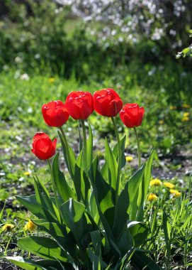 güneşli bir bahçe içinde kırmızı lale