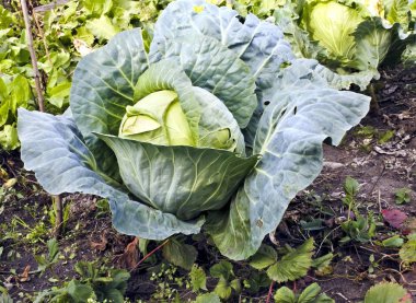 Lahana bahçede olgunlaşmış