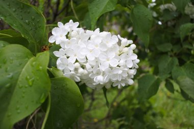 yağmurda açan beyaz leylak