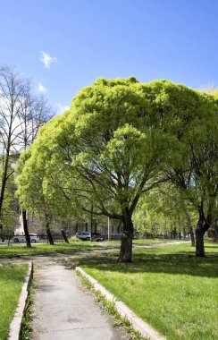 erken ilkbaharda ağaç genç yeşil yaprak