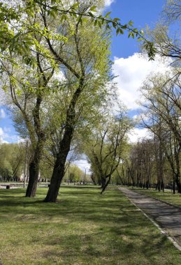 erken ilkbaharda ağaç genç yeşil yaprak