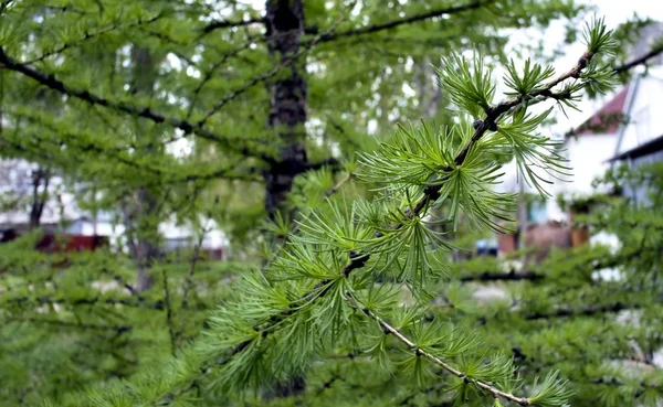 Young branches of larch in early spring — Stock Photo, Image