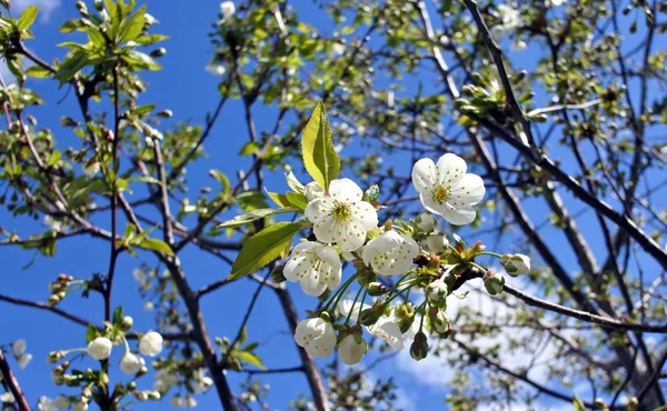 Apple květy closeup — Stock fotografie