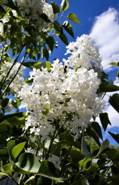 Beyaz leylak çiçeklenme