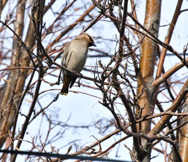 Der Wachsflügel sitzt auf einem Vogelbeerzweig — Stockfoto