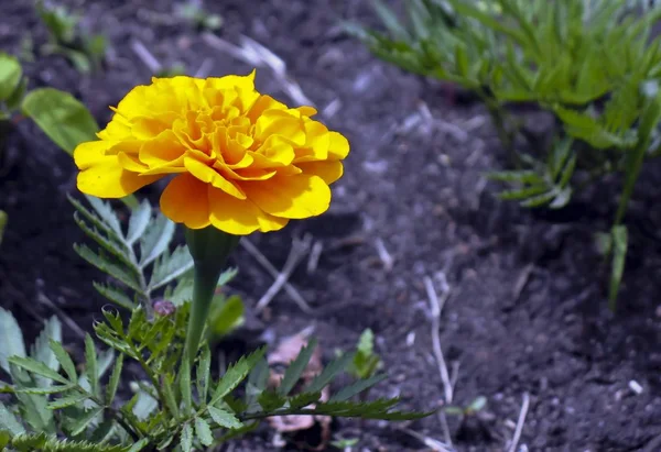 Sarı çiçek kadife çiçeği — Stok fotoğraf