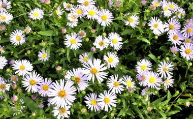 Latince adı Erigeron olan çiçekler melkolepestnik