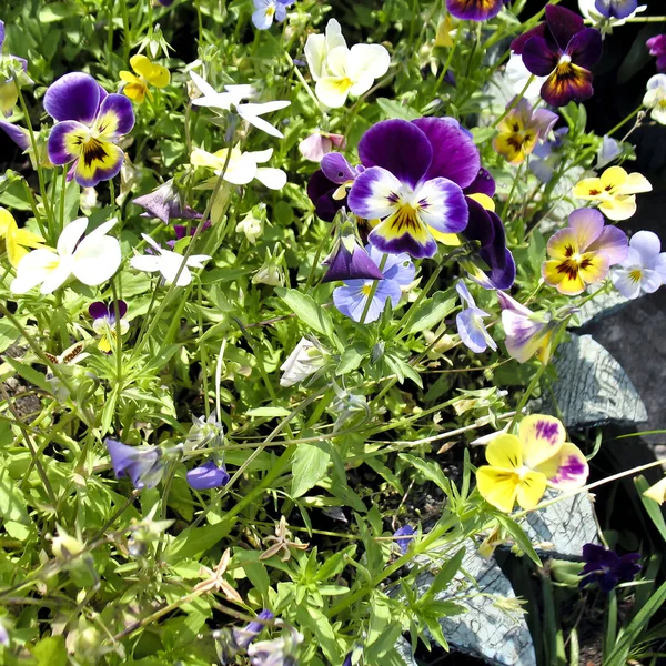 Beautiful flowers pansies — Stock Photo, Image