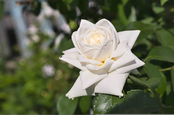 Delicate cream rose — Stock Photo, Image