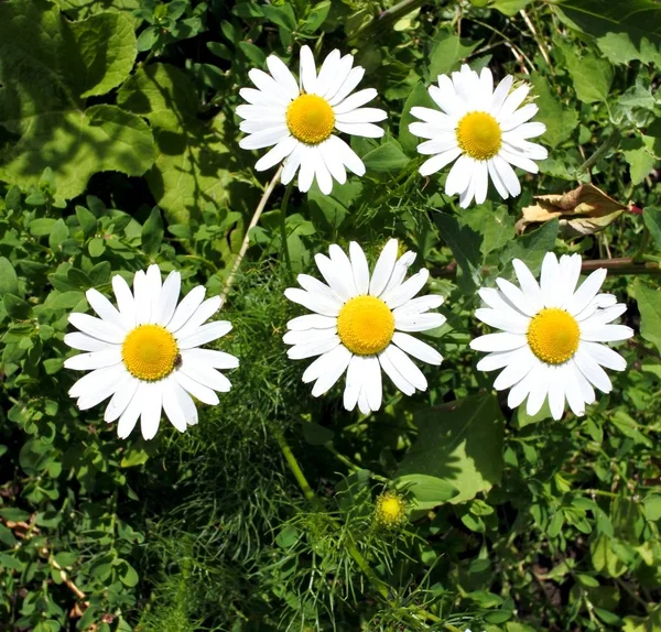 Bright white daisies — Stock Photo, Image
