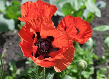 Kırmızı poppys çiçek