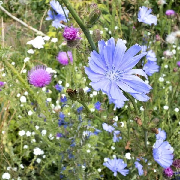 Flores azuis de chicória, juntamente com um cardo florido — Fotografia de Stock