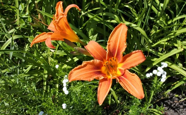 Lilys naranja suave —  Fotos de Stock