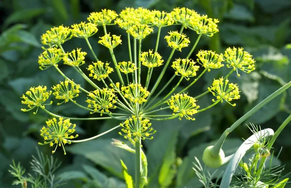 Macro endro florescente — Fotografia de Stock